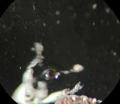 I was trying to film this tiny springtail (1mm) and got photobombed by a weevil.