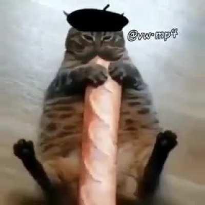 Baguette cat
