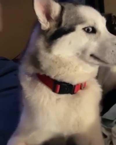 The secret is not to make eye contact.