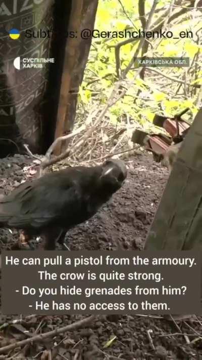 Ukrainian Defenders adopted a crow. They named him Mavic and make sure that he is healthy and happy. Mavic also has a mischievous side, so they keep the grenades hidden!