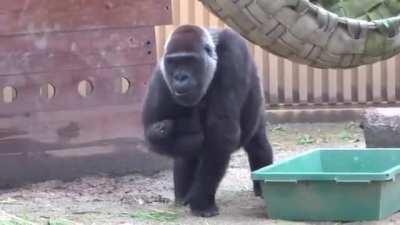 Gorilla mom protecting her Baby from her jealous elder son.