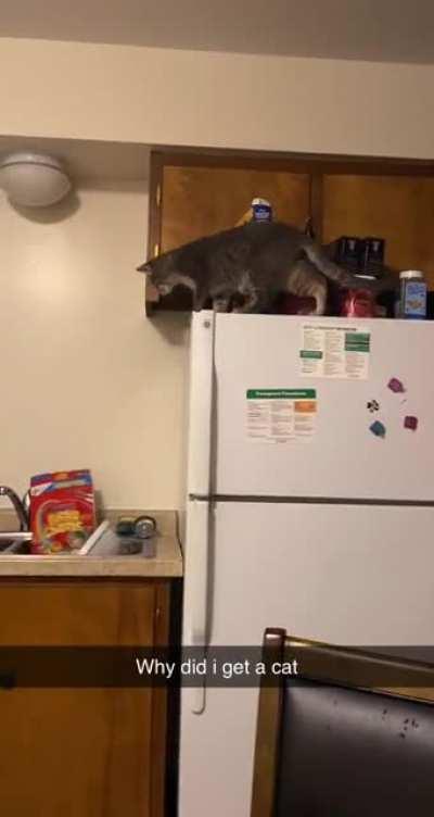 He loves knocking stuff over