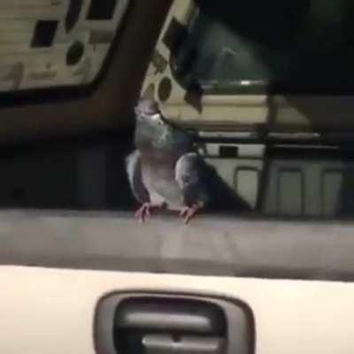 Tengo un chingo de videos asi que los voy a subir