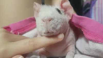 Petting my grandma's Guinea pig Angel also known as baby. She is spoiled and she purrs and loves to cuddle for hours on end and she is litter trained and wont go anywhere else in her cage except for the litter box.