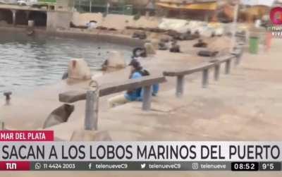 El lobo: me siento re zarpado amigo eeeeh