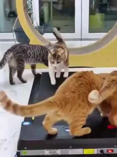 Cats on a treadmill