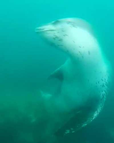 Leopard Seals are huge apex predators in the Antarctic and the most vicious of all seals. One notable characteristic of leopard seals are their short, clear whiskers, used to sense their environment.