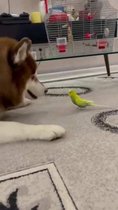 Unlikely pals with parrot