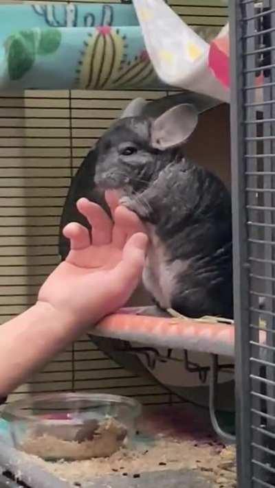 Trico was biting my dad&rsquo;s nail and accidentally bit him. No dads or chinchillas were harmed- well, maybe my dad was.