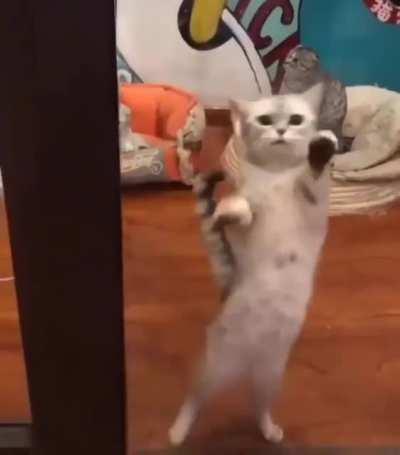 Dance kitty .