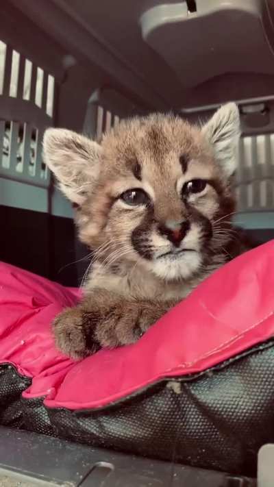 Banco fuerte a este proyecto