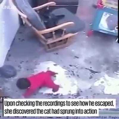 thats not a cat, that’s a goddamn hero