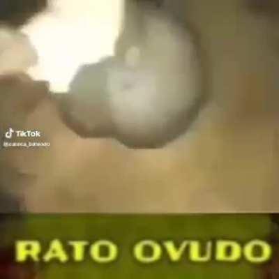 rato ovudo