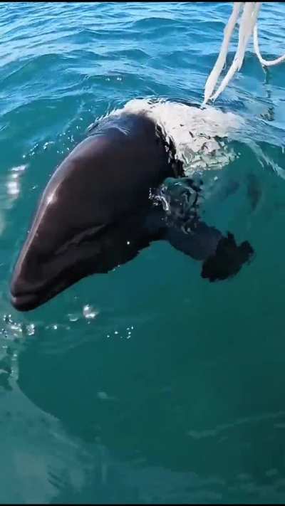 Fotógrafo se encontró con un delfín patagónico, uno de los más pequeños del mundo