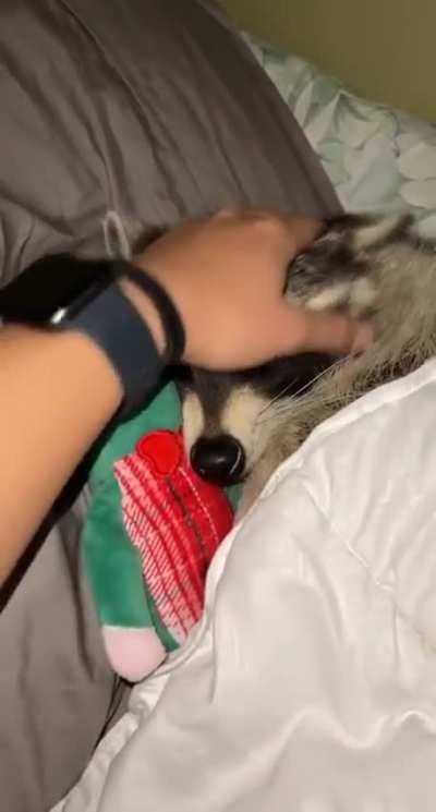 Just forget a boyfriend, a raccoon is all I need
