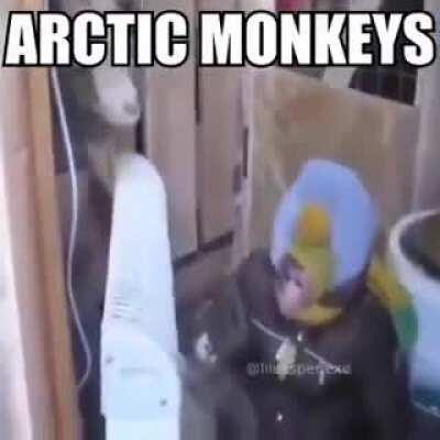 Literally Arctic Monkeys