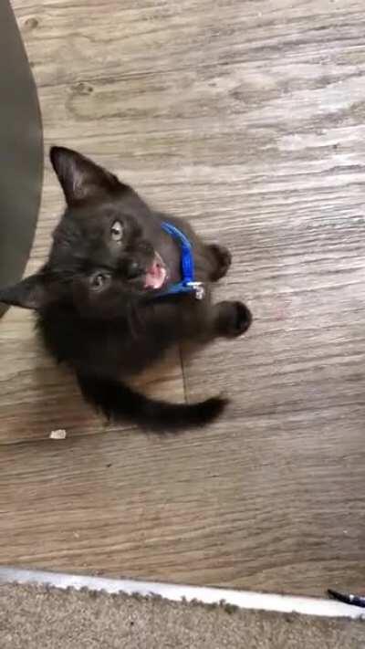 Hoomin!! tremble at the sound of mighty roar and attack muscles!