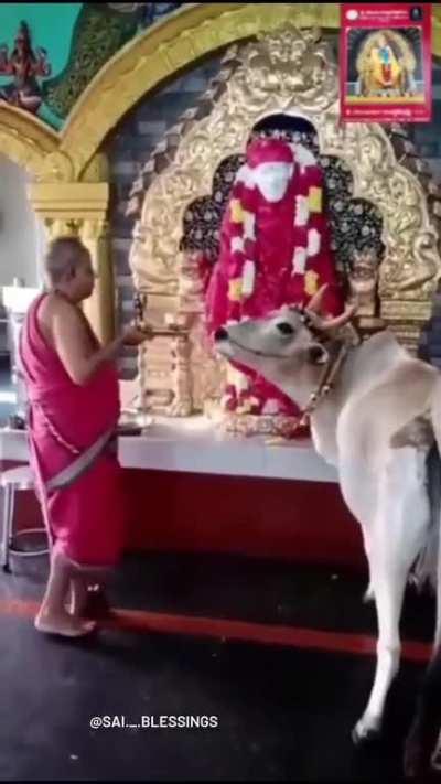 A cow climbs up the stairs in a Sai Baba Temple in India