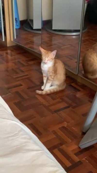 Took Miso at least 30 seconds to figure out he was falling asleep and needed to lie down