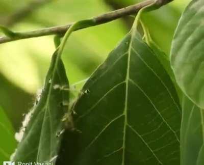 Bird sewing leaves with its beak
