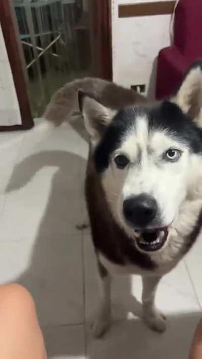 Husky speaks Italian 