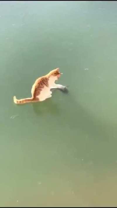 Cat losing his mind over frozen fish