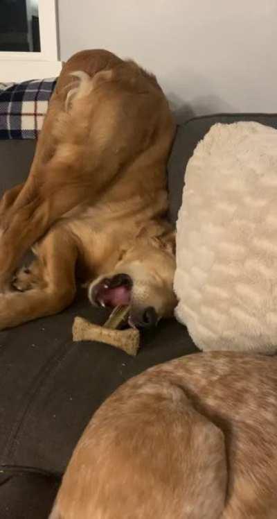 My 7 month old Retriever being his usual self