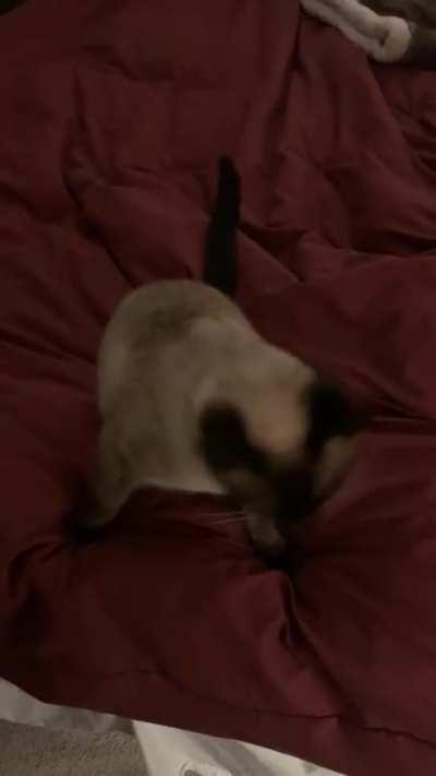 Midnight Yellies (MOM let's go to bed!)