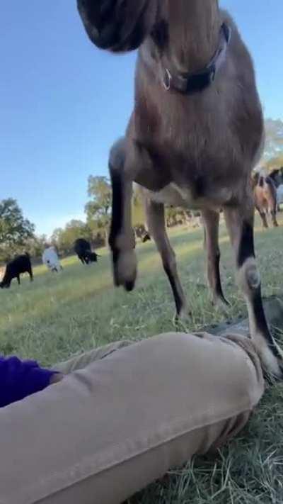 Cookie is very demanding of attention at Austin Farm Sanctuary