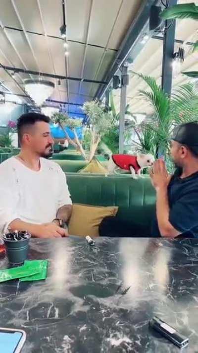 Small but strong protector