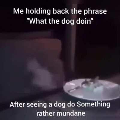 what the dog doin?