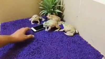 can you tell me what type of frogs these are?