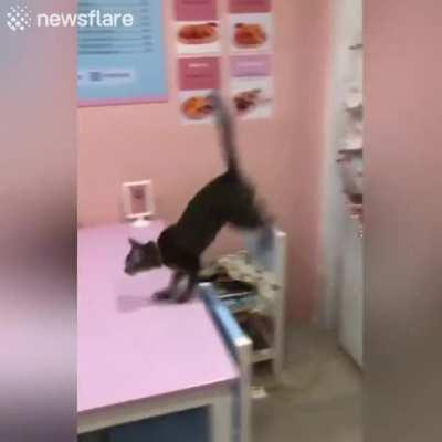 When you're just a cat, but you totally understood that reference.