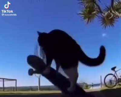 Me when the cat