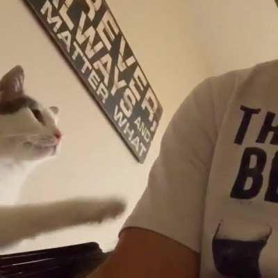 Catculating the best way to get the hooman's attention