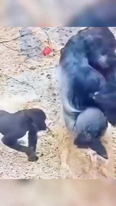Gorilla Playing