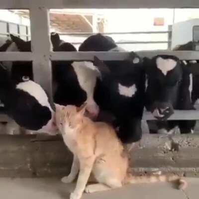 Cat's getting love from all the grass puppers.