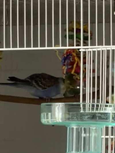 Jelly is extra needy today