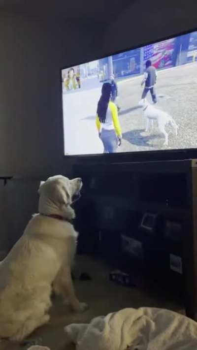 My dog Merle was really enjoying the stream the other night