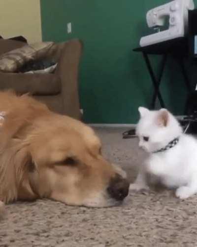 Momma said know you out!