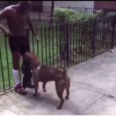 bruce gets his clothes stolen from a dog