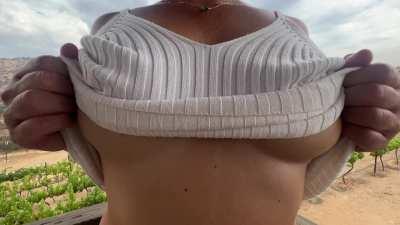 Isn't the vineyard beautiful