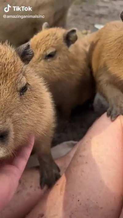 capybara