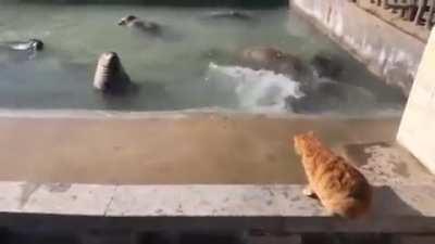 Cat slaps a seal !!