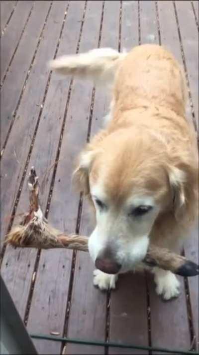 Human I brought you stick!! Why don't you look happy right now