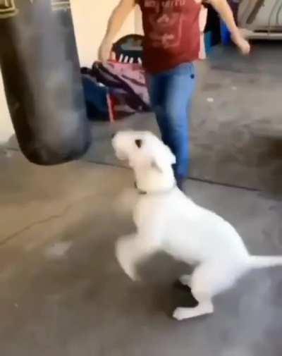 Street fighter Vs dog
