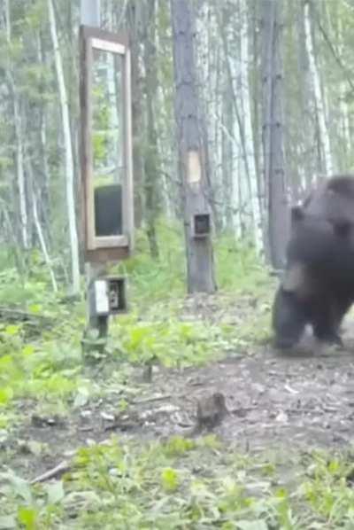 Bear is surprised when he looks in the mirror 🐻