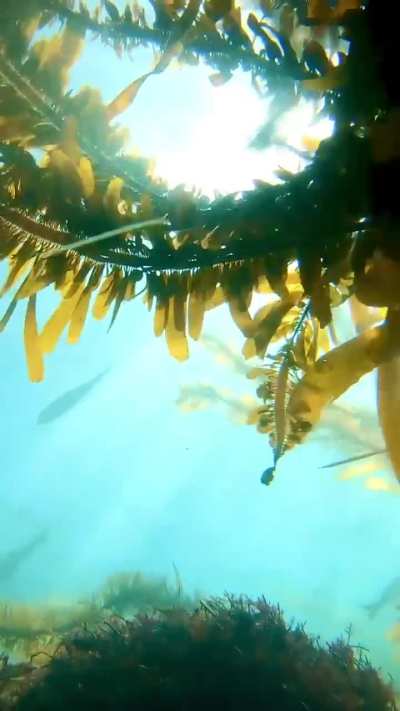 Laguna Beach Kelp Life, Goff Island