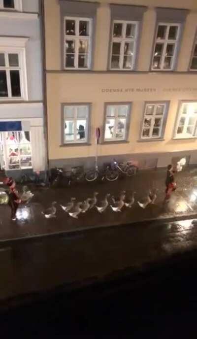 The Royal Army of The First Duck Legion, Ready to die for Denmark