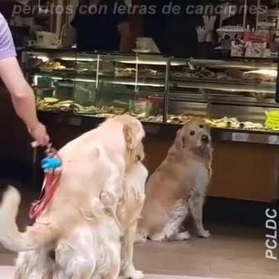 Perrito triste 🥺👊